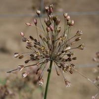 Allium lenkoranicum RSZ.8707 Photo: A. Hoog
